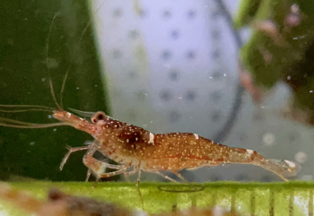 Set 10 x Mini Blue Bee Garnelen - Caridina Loehae